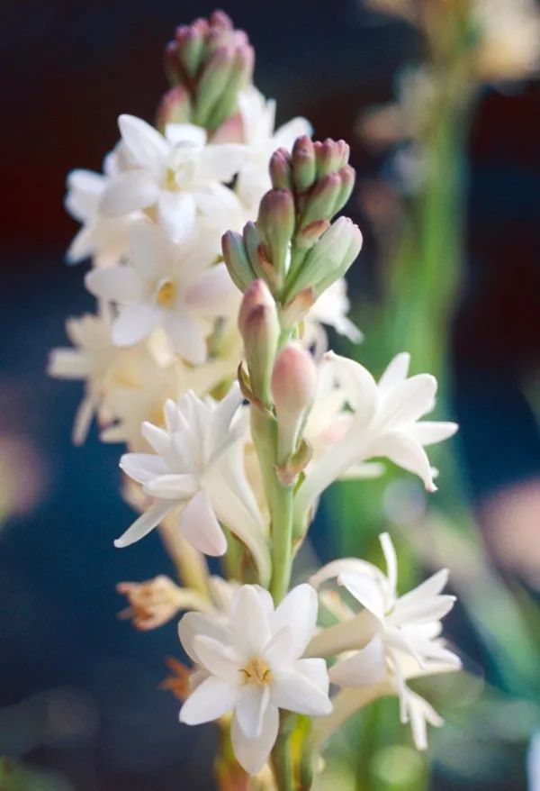 寻香|还原派VS颠覆派？诶呦~想不到这花还有两副面孔！（上）