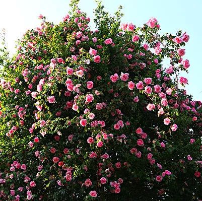 微信头像花图片,最惊艳的头像花