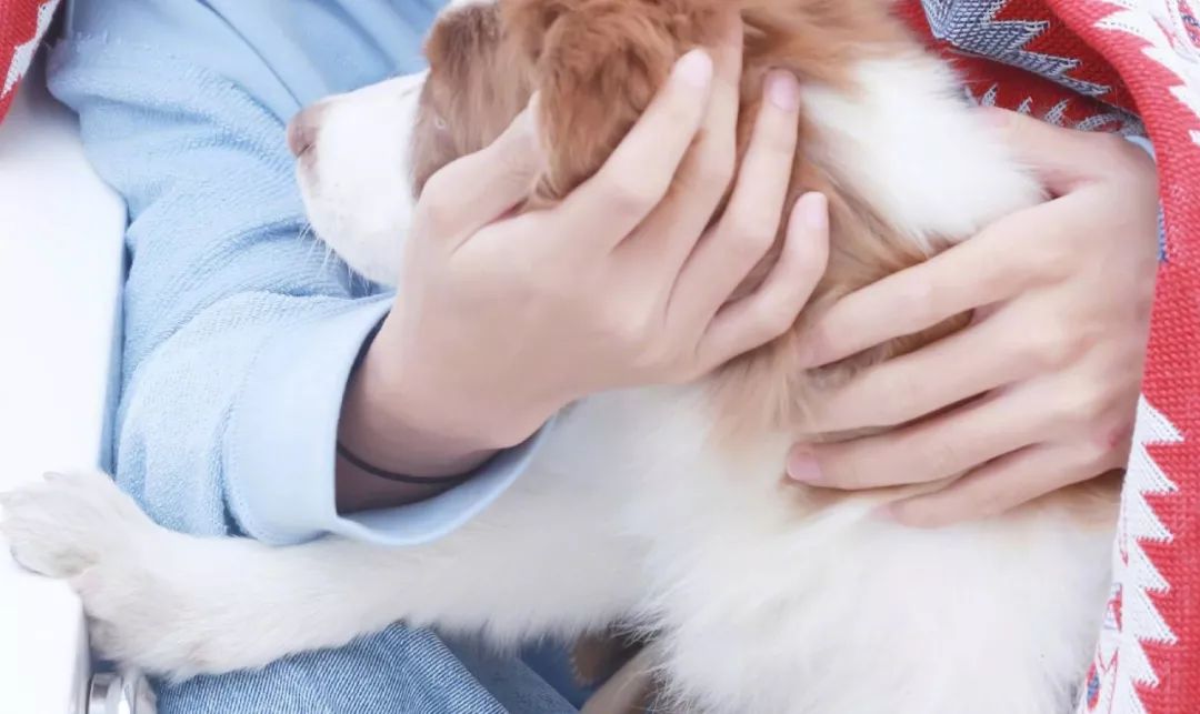 老姜洗发水解决头皮问题,一瓶生姜防脱洗发水