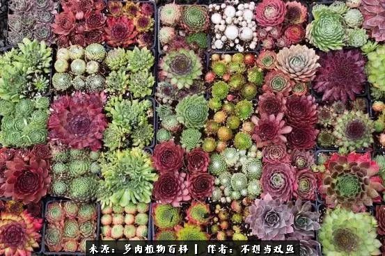 这是个什么神仙草？我被*引勾**了！不能自己一个人进坑！