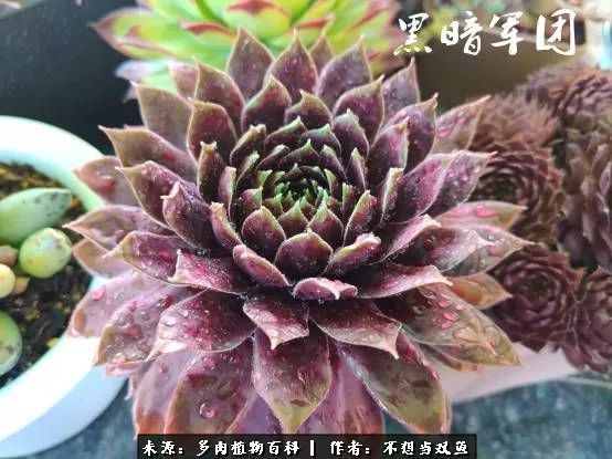 这是个什么神仙草？我被*引勾**了！不能自己一个人进坑！