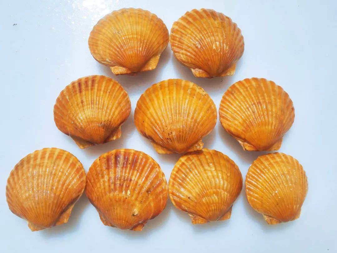 青农育出ins风扇贝|金色扇贝富含类胡萝卜素？又饿了！
