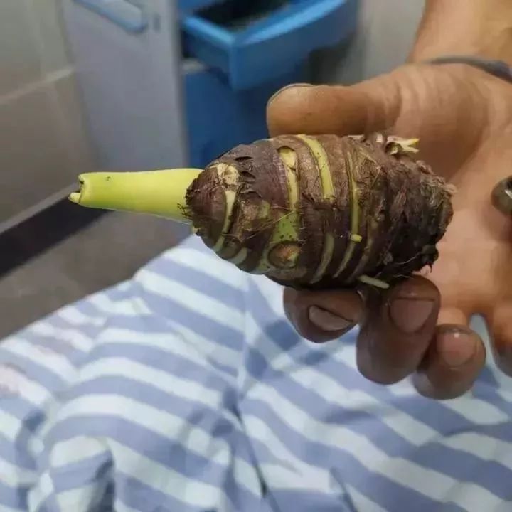 它神似芋头却被称“广东狼毒”,形似芋头的狼毒