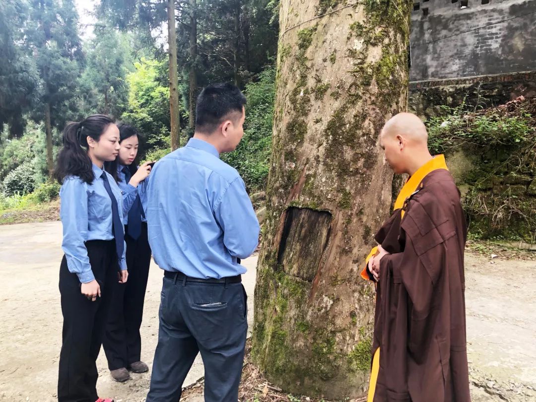 红豆杉树皮正确的吃法,红豆杉树皮的正确吃法