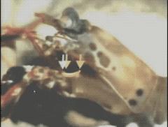 乐事薯片不碎吗,品客薯片和乐事薯片哪个好吃