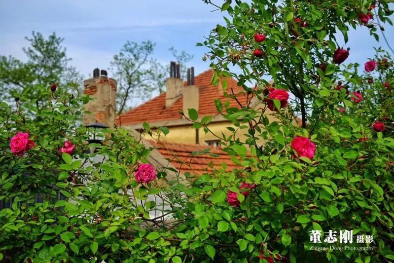 青岛一座浓厚德式风情的海滨城市,青岛一座很美的城市