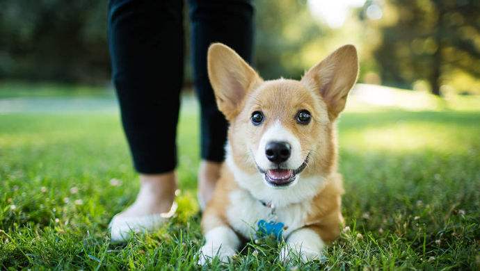 养犬免疫证办理流程,福州养犬登记证办理