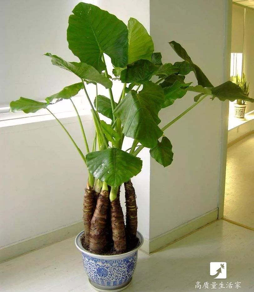 什么植物能吸收甲醛还能净化空气,吸甲醛最好的植物排行榜前十名