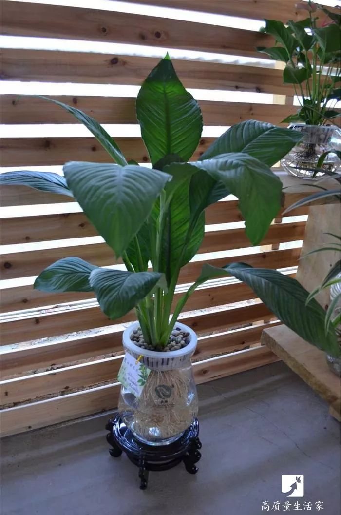 什么植物能吸收甲醛还能净化空气,吸甲醛最好的植物排行榜前十名