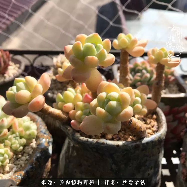 夏季比较耐晒的多肉,夏日的多肉