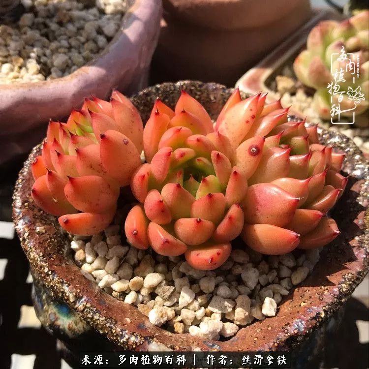 夏季比较耐晒的多肉,夏日的多肉