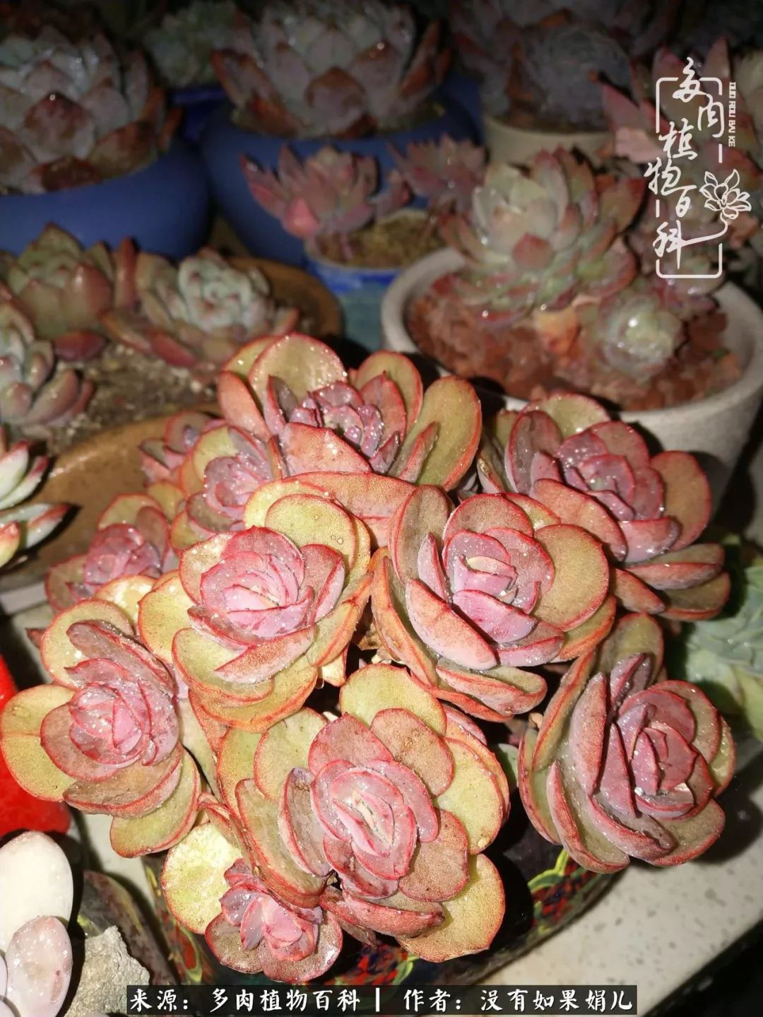 一个80后的养殖人,农村80后养肉人