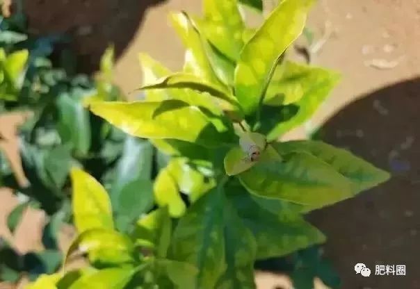 果树发生肥害怎么补救,果树施肥如何避免发生肥害病