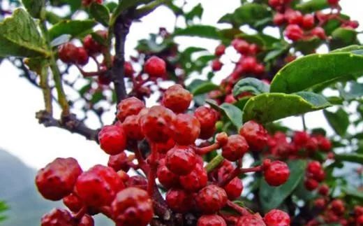 五丰黎红食品有限公司官网,五丰黎红