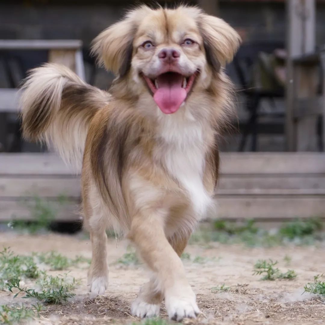 高萌来袭!真小奶猫小奶狗!|毛孩子的童年有多奶?