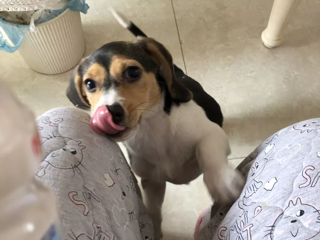 高萌来袭！真小奶猫小奶狗！|毛孩子的童年有多奶？