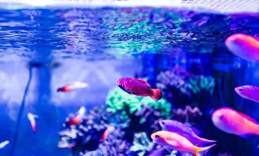 校准ph偏低,ph数值低