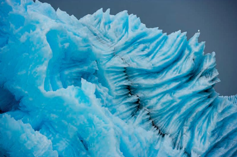 遇到野牛该如何保护自己,遇到美洲野牛怎么办