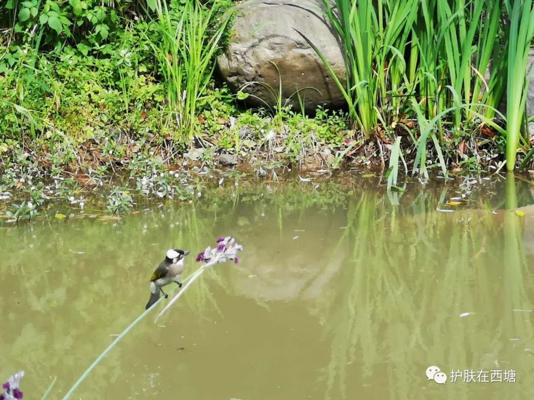 面部皮肤病科普,皮肤科普激素依赖性皮炎