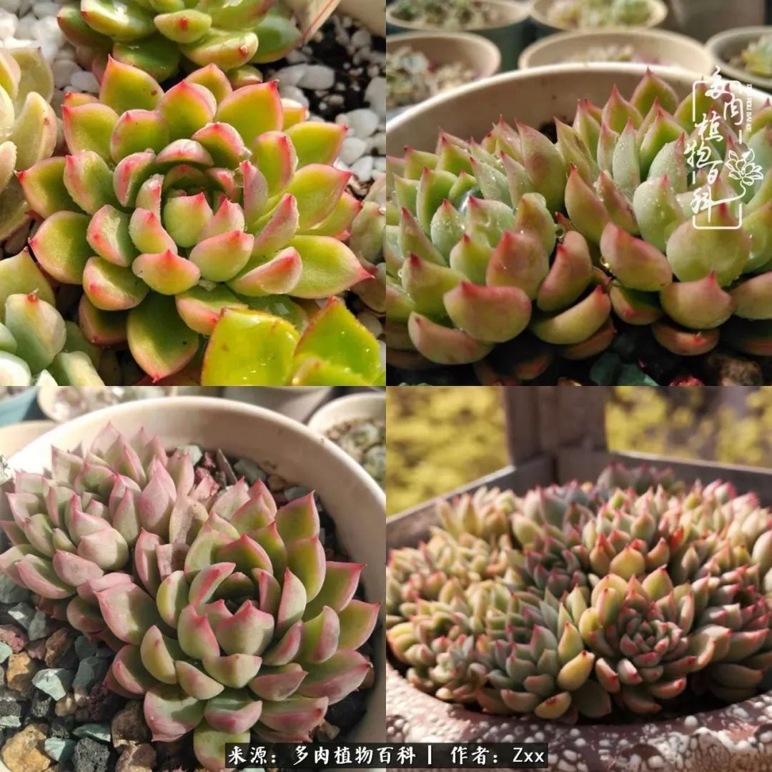 多肉怎么才能养得又美又胖,多肉的特点20个字