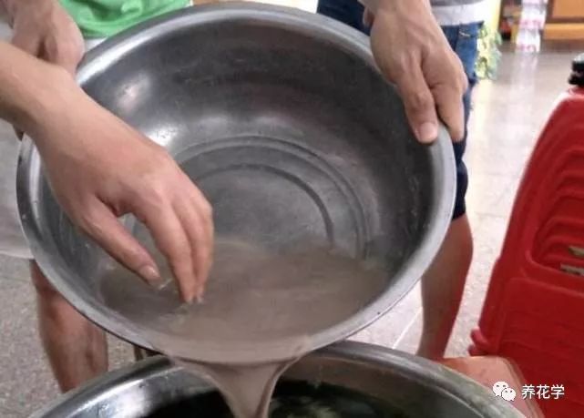 养的花有特别多小黑虫有什么办法,养花小黑飞怎么处理