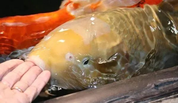 锦鲤受了伤,锦鲤受伤了怎么办