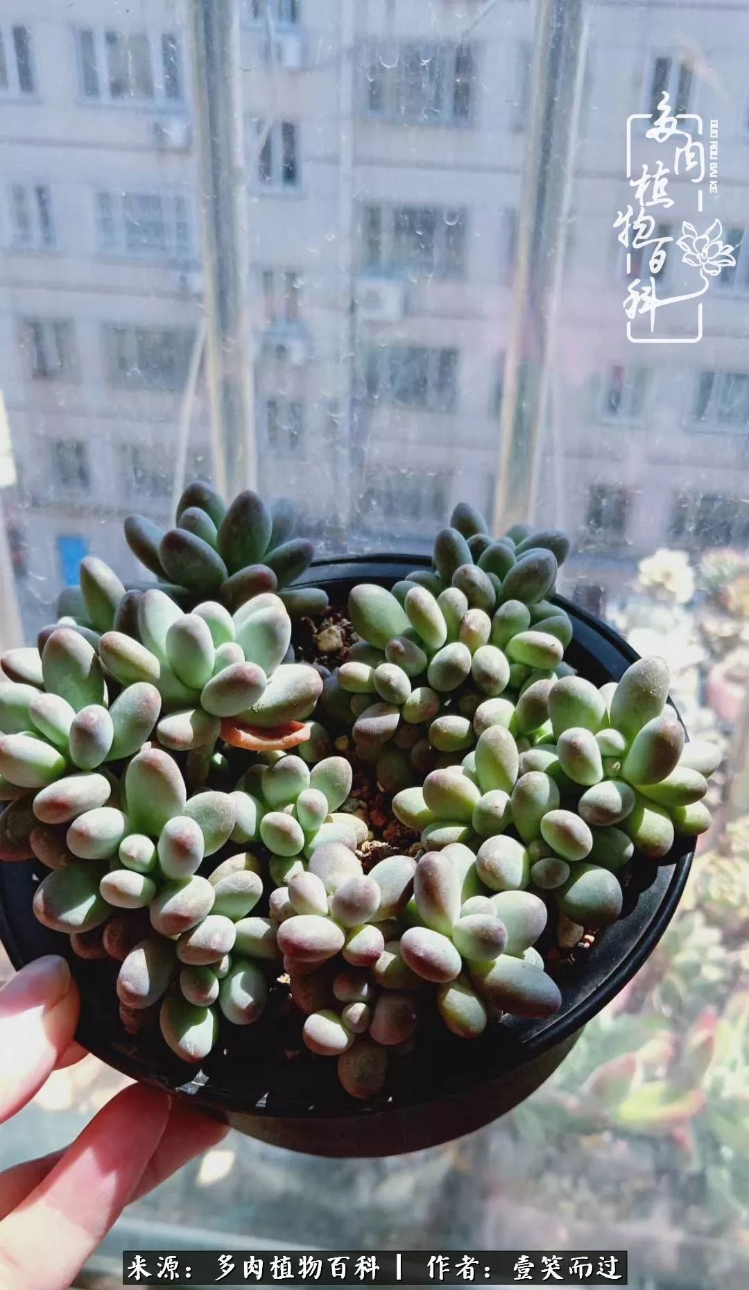 跌入神坛的多肉,跌入凡间的精灵舞蹈完整版