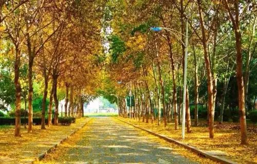 高考沈阳高校,高考沈阳志愿