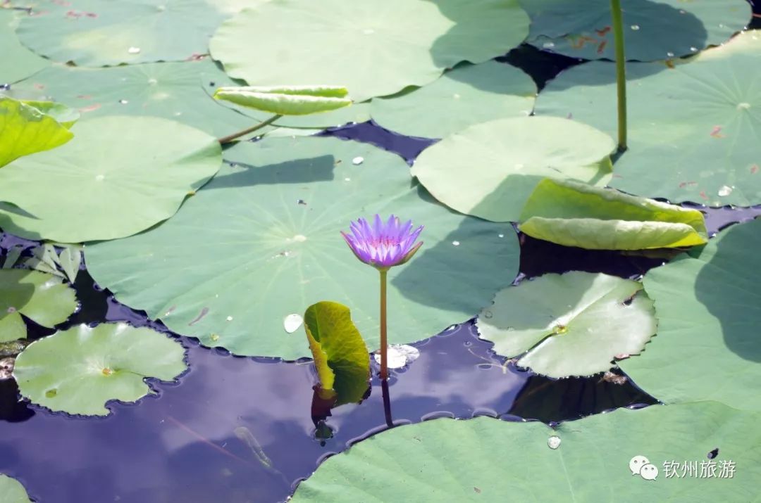 钦州花卉小镇旅游攻略,北部湾花卉小镇最佳观赏时间