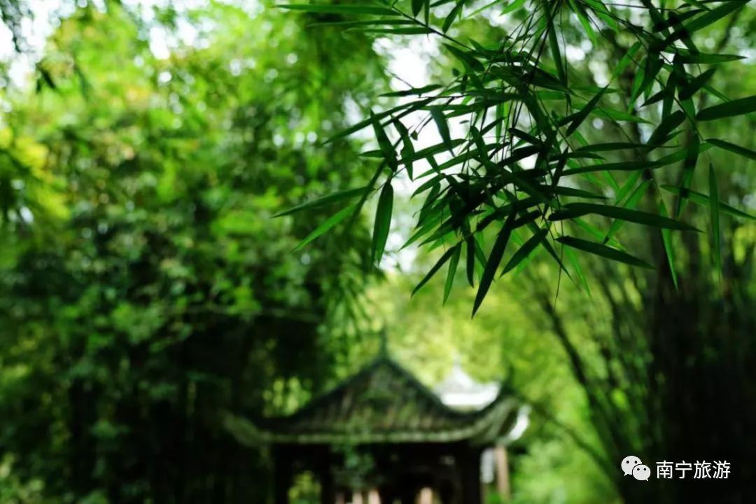推荐|竹风清爽、碧莲夭夭,一起来南宁狮山公园观赏竹林荷花吧