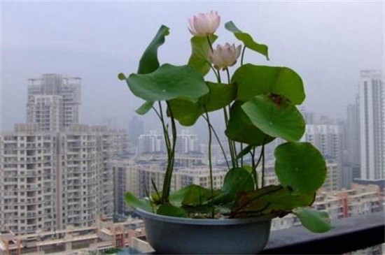 家里好养的植物有哪些,家里室内适合养的植物