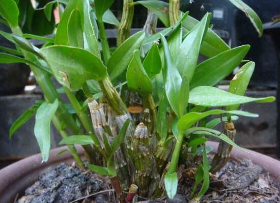 石斛怎么用才能养好,养石斛怎么养最好石斛才不死