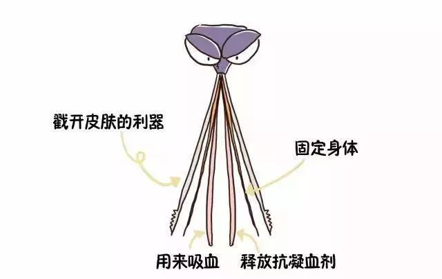 蚊子咬人是不是看血好不好,蚊子咬人看血型么