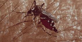 蚊子咬人是不是看血好不好,蚊子咬人看血型么