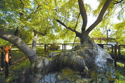 国槐花开满城香,国槐常绿