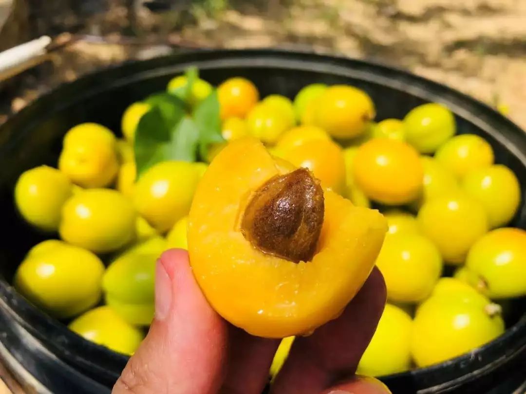 果期仅15天，*安泰**半野生珍珠杏！一口咬下满满桂花香，从牙齿蜜甜到腰！|吃货精选