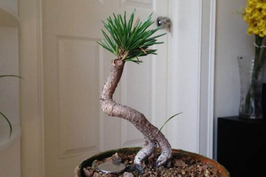 黑松盆景怎么养才能长出来 (黑松盆景基础养护技巧)