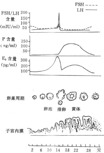第二节人的生殖知识点,七下生物第二节人的生殖重点