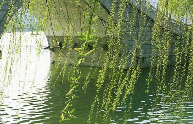 柳树的作用与危害,柳树的作用与用途