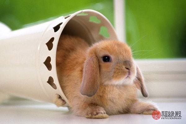 83年猪与87年兔婚配能白头到老吗,93年的鸡男和87年的兔女婚配好吗