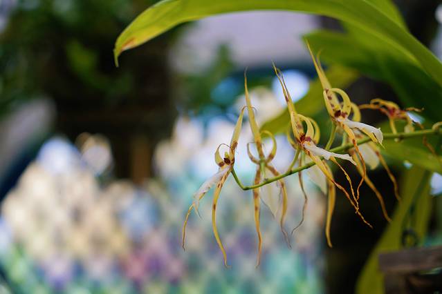 巴西是怎么成为足球王国的,巴西足球王国