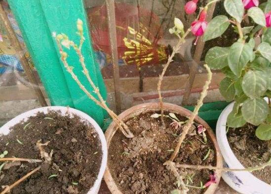 倒挂金钟夏季突然蔫怎么解决,倒挂金钟叶子发蔫原因及补救方法