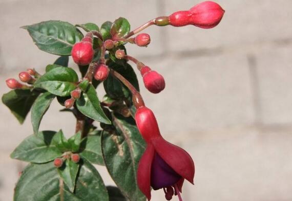 倒挂金钟夏季突然蔫怎么解决,倒挂金钟叶子发蔫原因及补救方法