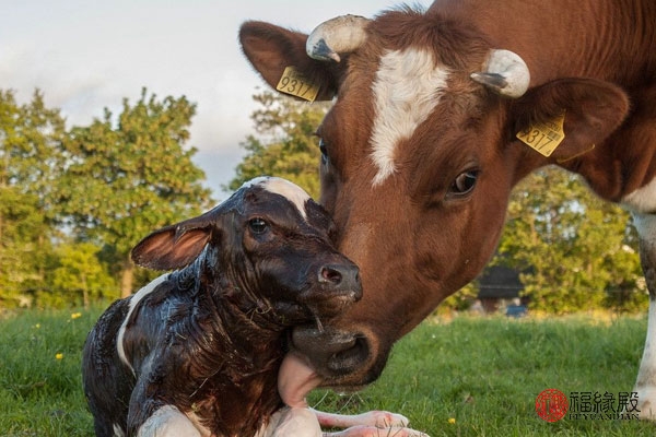 1967年属羊男与1973年属牛女婚姻,1973年属牛女的婚姻配对