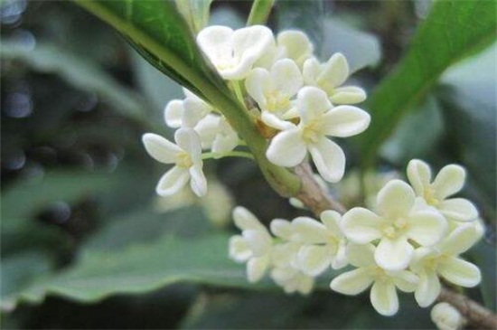 怎么区分桂花品种,紫桂花哪个品种好