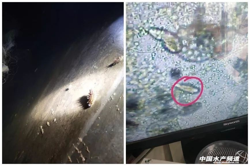 海参被病毒感染长什么样,海参引起的疾病