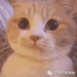 微商宠物狗骗局,宠物用品微商有哪些