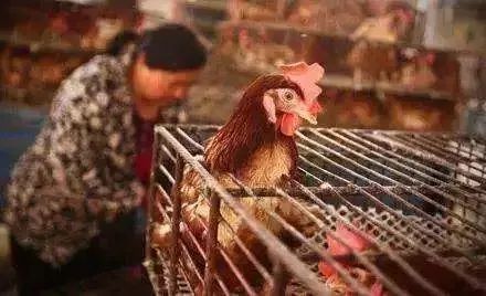 蛋价风生水起，毛鸡市场却冷冷清清，为啥？该不该补栏？