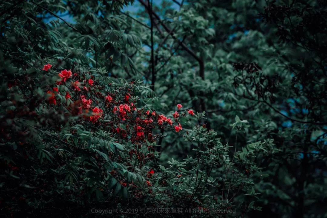 雪小禅银杏,雪小禅