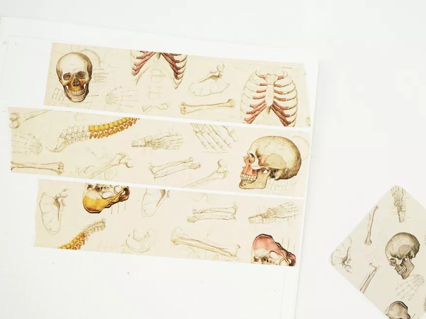 我就不信，只有我一个人想试试人体解剖丨好物推荐